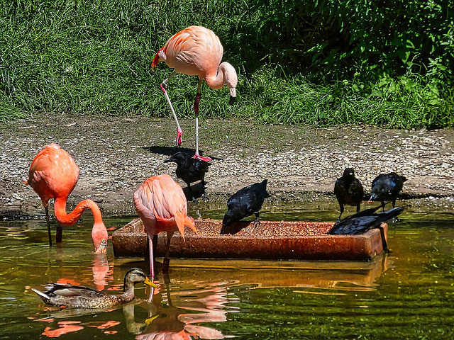 Vögel am Futtertrog