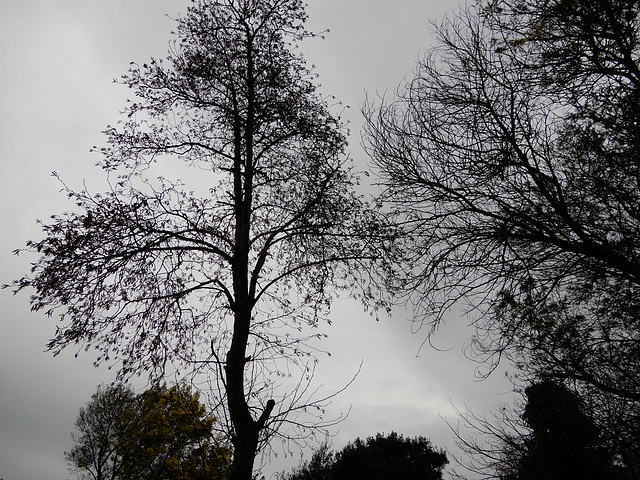 le ciel éternellement gris le mimosa embaume le quartierthe eternally gray sky the mimosa perfumes the neighborhood