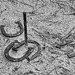 Rusting Horseshoes