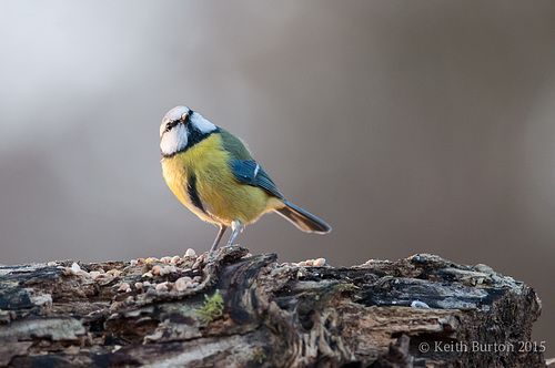 Dicky birds of the New Forest - Blue Tit