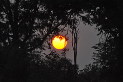 Sunleviĝo en la tendumejo. Okavango -Delto