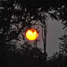 Sunleviĝo en la tendumejo. Okavango -Delto