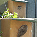 Sparrow chicks soon to take off, 2