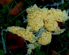 Slime Mould. Mucilago crustacea