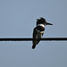 Belted Kingfisher female