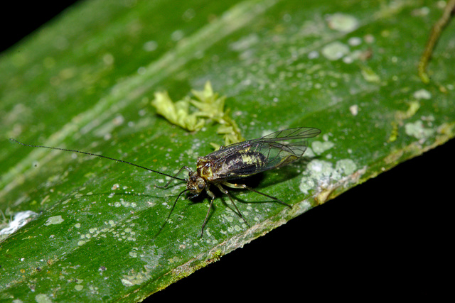 Barkfly IMG_7586