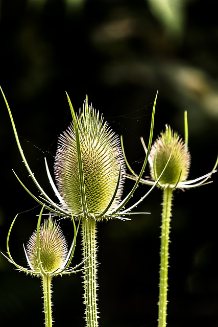 Trio de cardos