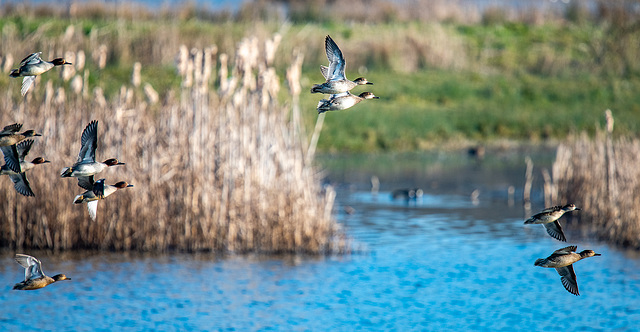 Wigeon in flight