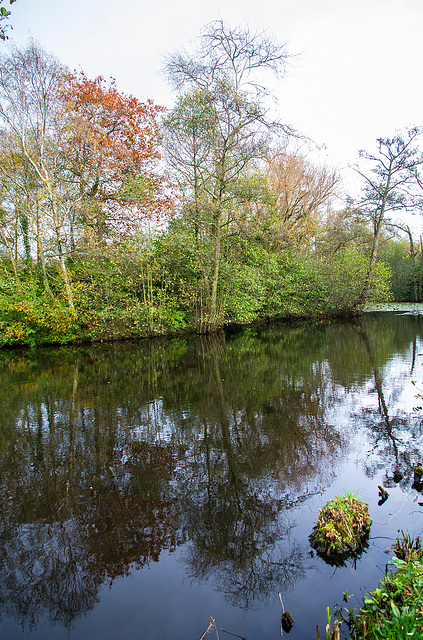 One of the meres at Burton wetlands rspb reserve