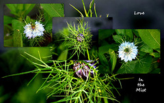 Nigella Flower