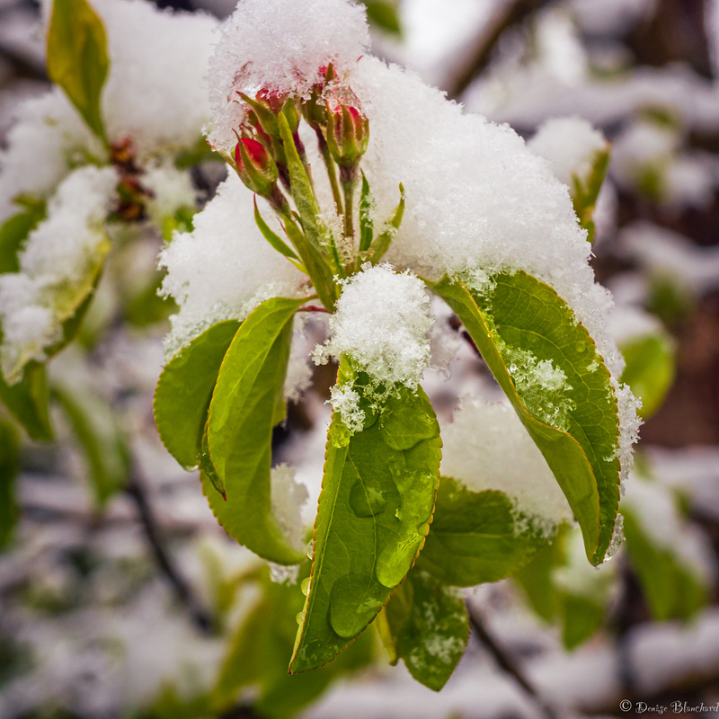 Printemps surpris