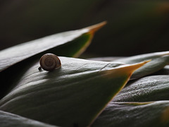 yes, very little snail !