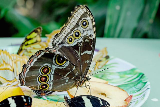 HUNAWIHR: Jardins des papillons 29