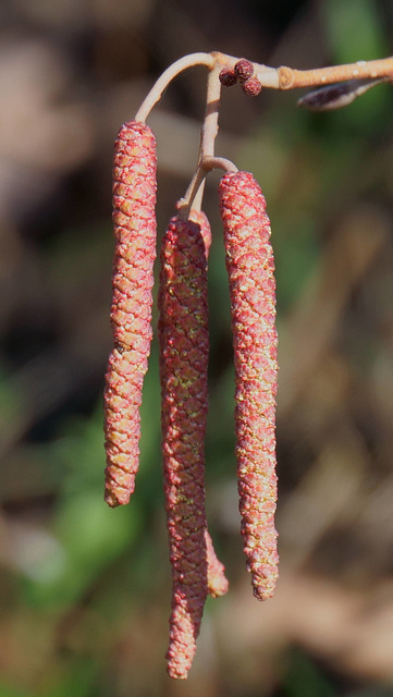 männliche Erlenblüte