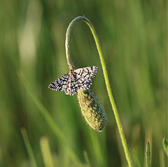 Schwarz-Weisser Schmetterling im Grün