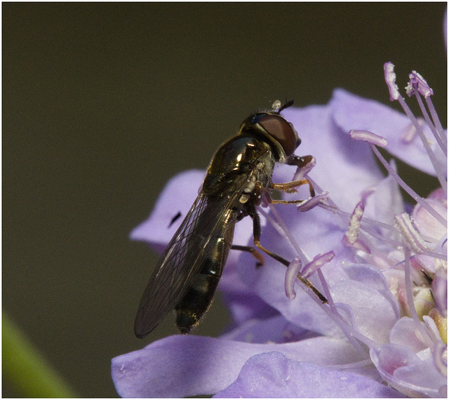 IMG 9674 Hoverfly