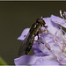IMG 9674 Hoverfly