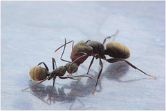 IMG 0176 Ant