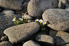 Ranunculus trichophyllus, Penedos, Ribeira do Vascão