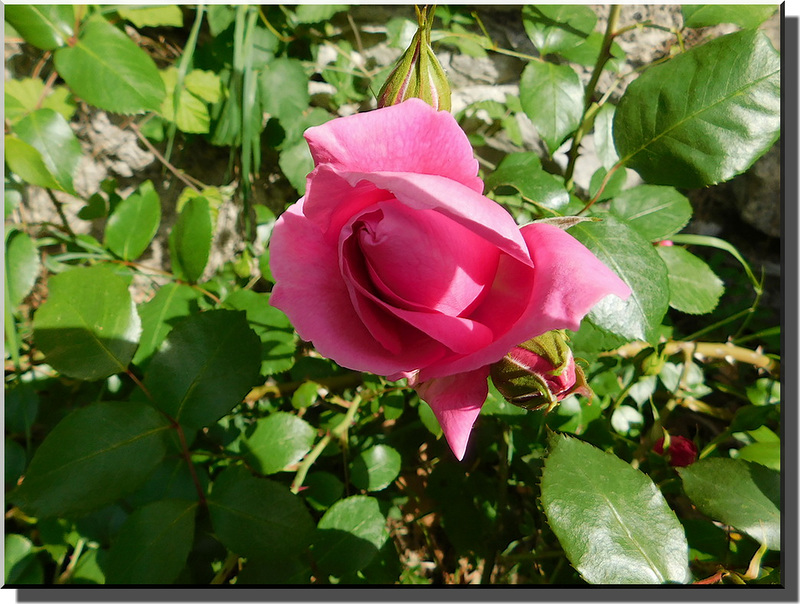 Cette  superbe rose  encore en bouton a été capturée par Val juste pour moi...