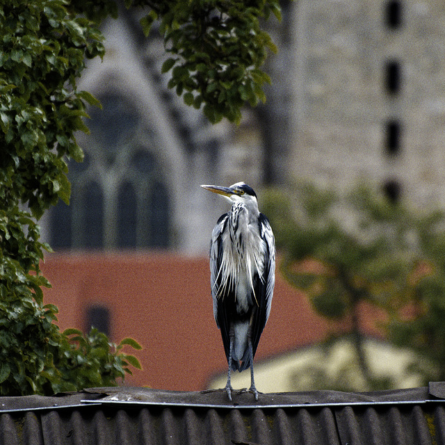 Vogel in Regensburg