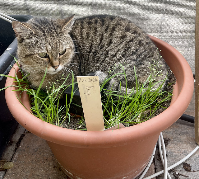 Kelly. Gardening.