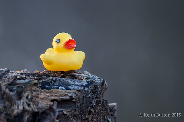 Dicky birds of the New Forest - Rubber Ducky