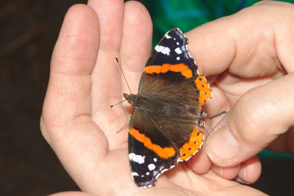 IMG 9123redadmiral