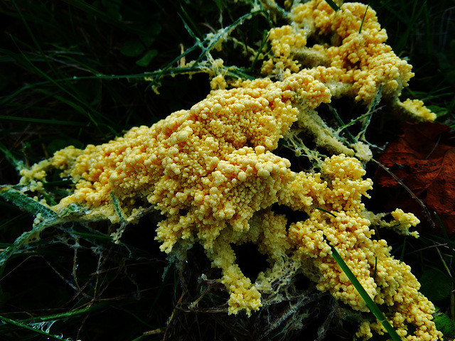 Slime Mould. Mucilago crustacea