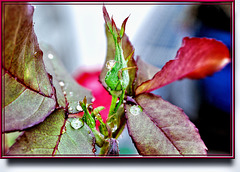 Rain drops at Rose buds. ©UdoSm