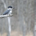 Belted Kingfisher male