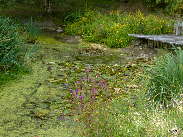 The effects of this summer's drought on the pond has been catastrophic...