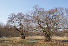 Brandenburger Winterlandschaft