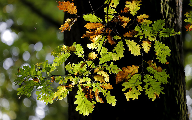 Feuilles de chêne