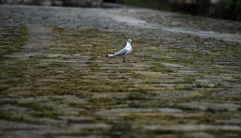 Vogel in Regensburg