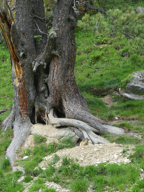 20160611 -18 Rando Meribel Les allues -Jour1 (211)