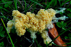 Slime Mould. Mucilago crustacea