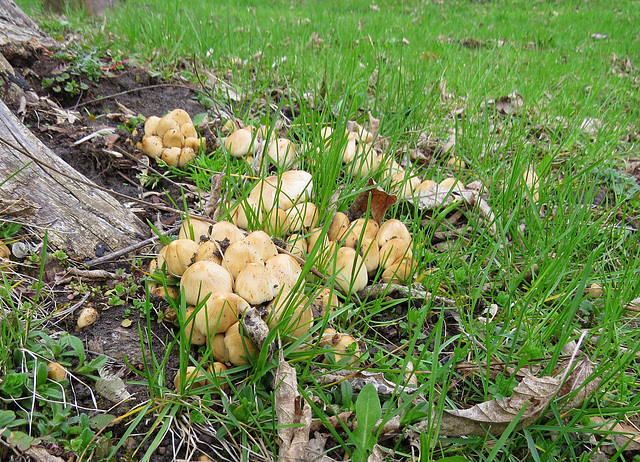 Spring explosion of fungi!