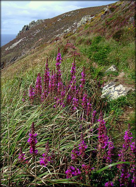 Purple loosestrife, Tubby's Head