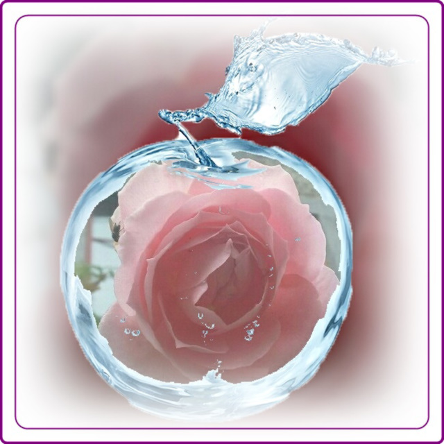 Rose de Novembre avec ephoto