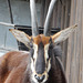 Portrait einer Rappenantilope im Zoo Hoyerswerda