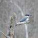 Belted Kingfisher male