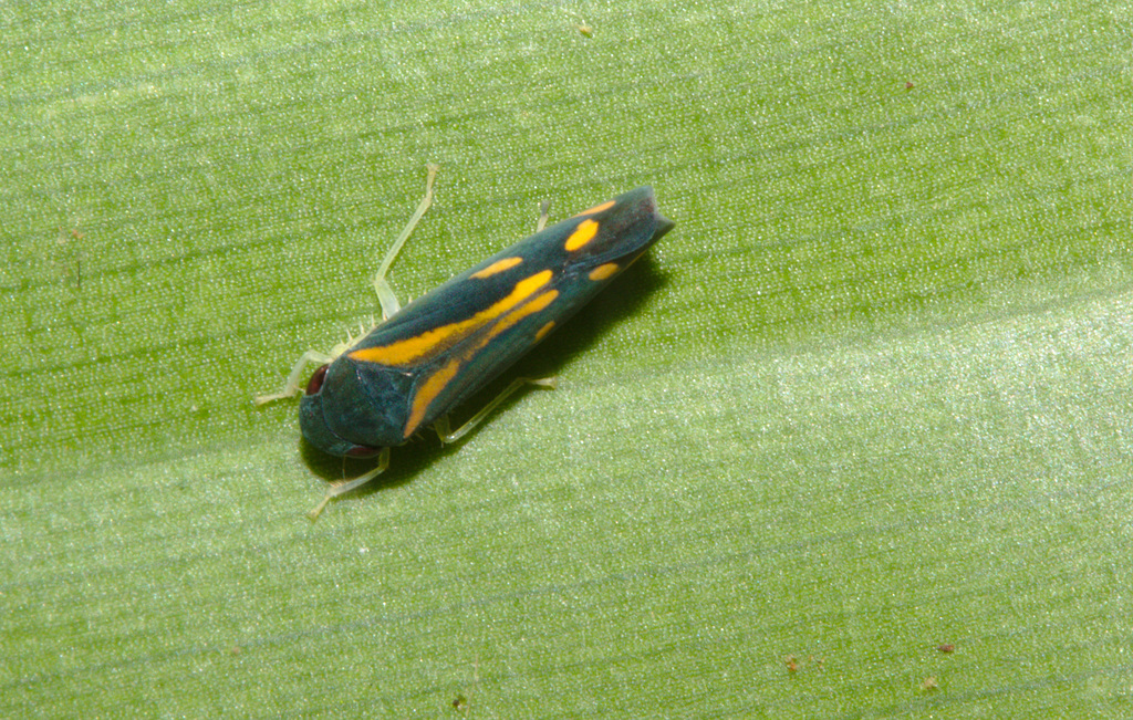 Leafhopper IMG_7581