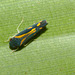 Leafhopper IMG_7581