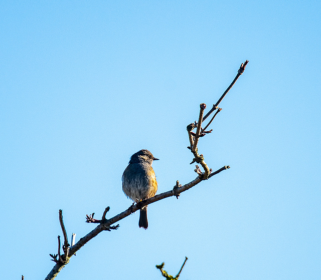 Reed bunting