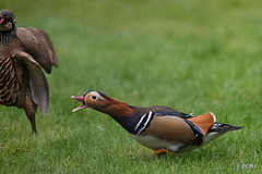 Mandarin Drake seeing off a Red-Legged Partridge!