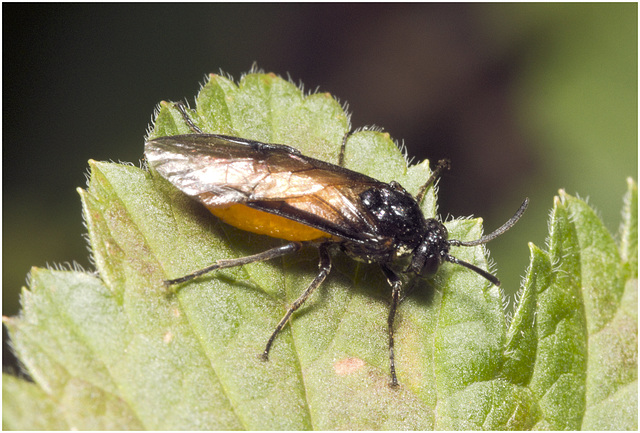 IMG 9700 Gooseberry Sawfly