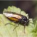 IMG 9700 Gooseberry Sawfly