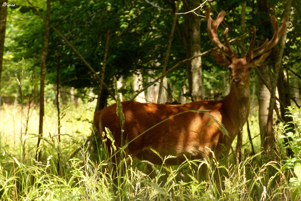 Cerf elaphe
