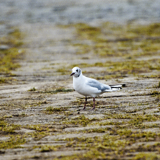 Vogel in Regensburg